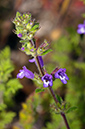 Clinopodium_acinos_LP0582_21_Priest_Hill