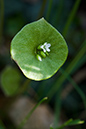 Claytonia_perfoliata_LP0122_39_Milford