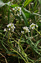 Cochlearia_anglica_LP0276_05_Lopwell_Dam