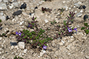 Clinopodium_acinos_LP0175_87_Wotton