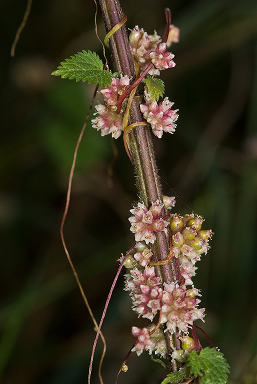 Cuscuta_europaea_LP0183_11_Leatherhead