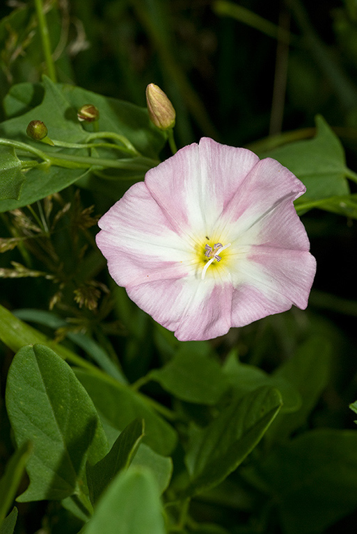 Convolvulus_arvensis_LP0067_35_Chalkpit_Wood