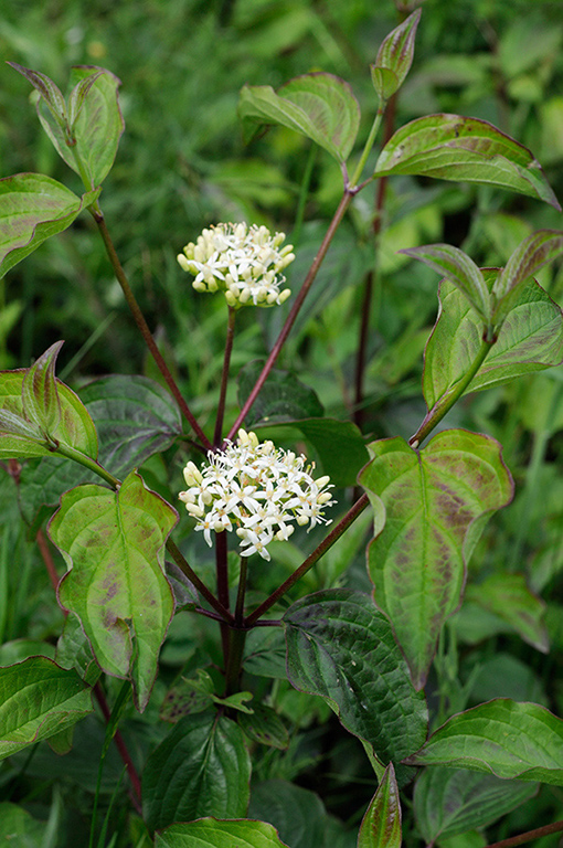 Cornus_sanguinea_LP0314_42_Howell_Hill