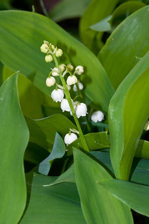 Convallaria_majalis_LP0520_25_Burgh_Heath