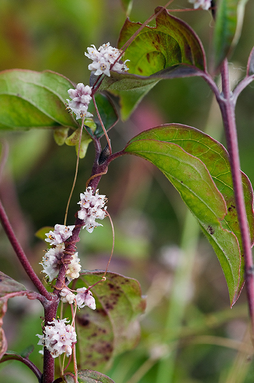 Cuscuta_epithymum_LP0217_48_White_Downs