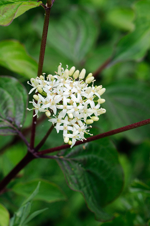 Cornus_sanguinea_LP0314_37_Howell_Hill