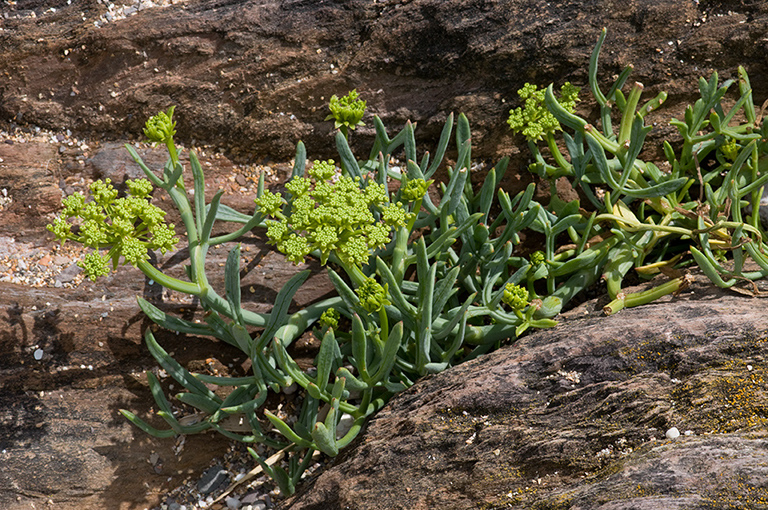 Crithmum_maritimum_LP0213_29_Wembury