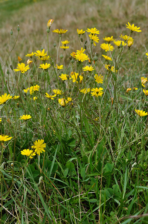 Crepis_capillaris_LP0257_44_Henley_Park