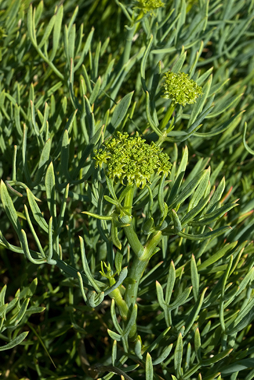 Crithmum_maritimum_LP0155_41_Dawlish_Warren