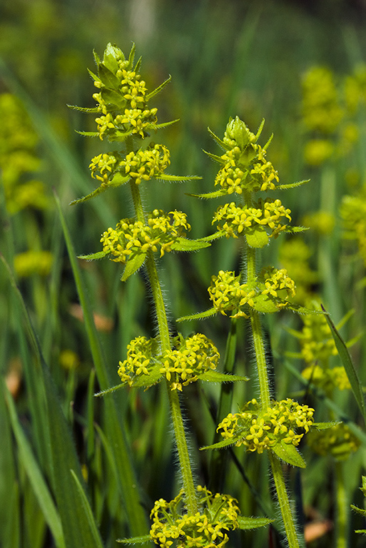 Cruciata_laevipes_LP0044_51_Old_Winchester_Hill