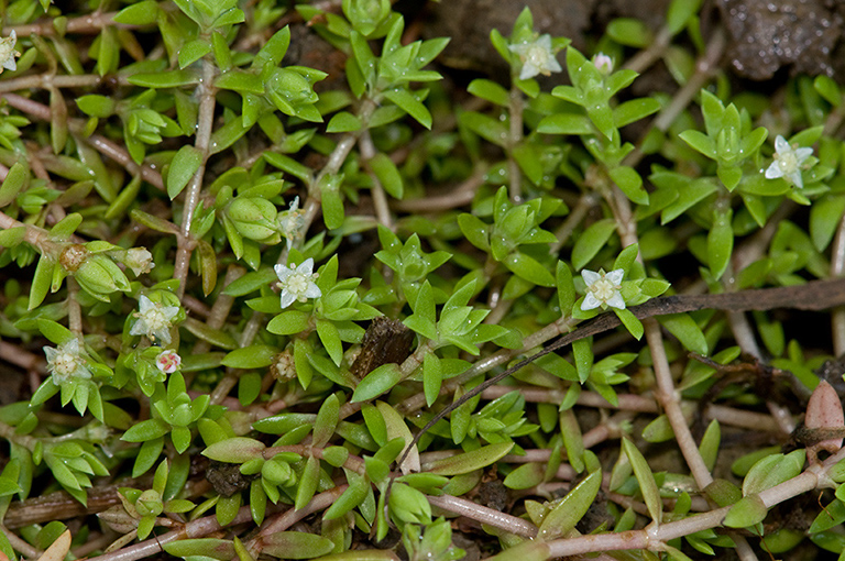 Crassula_helmsii_LP0218_01_Runnymede