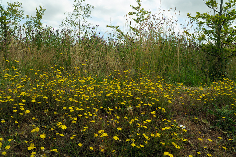 Crepis_capillaris_LP0375_55_Clandon_Wood