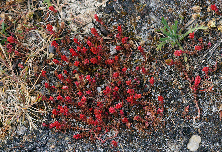 Crassula_tillaea_LP0531_33_Frensham