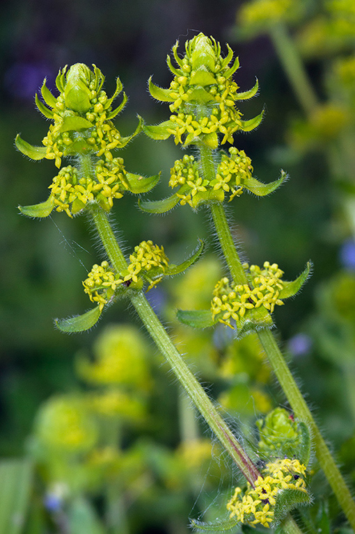 Cruciata_laevipes_LP0527_13_New_Addington