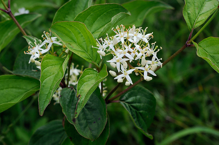 Cornus_sanguinea_LP0314_53_Howell_Hill