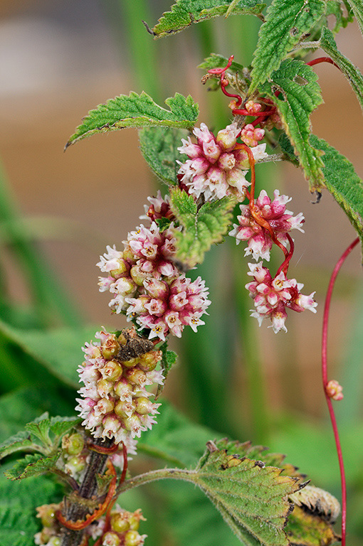 Cuscuta_europaea_LP0376_01_Runnymede