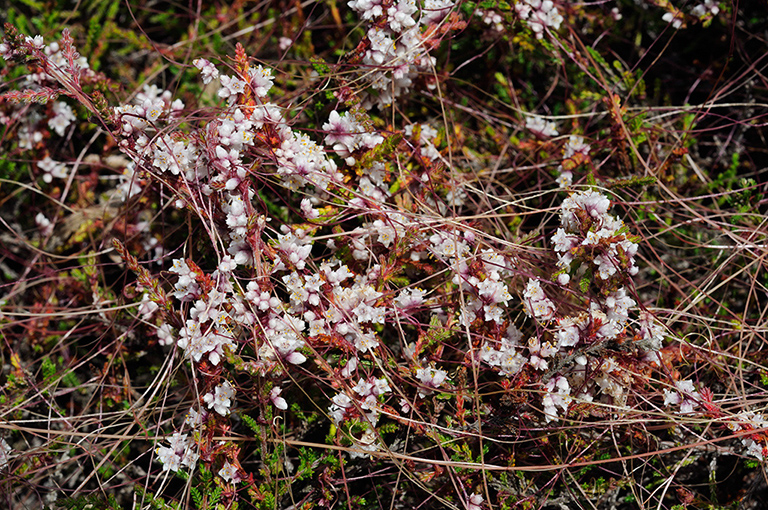 Cuscuta_epithymum_LP0321_16_Esher_Common