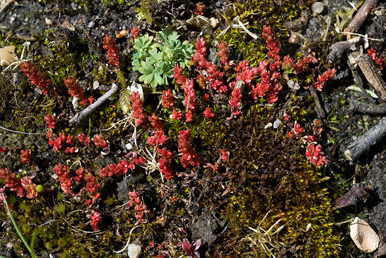 Crassula_tillaea_LP0118_22_Hale_Common