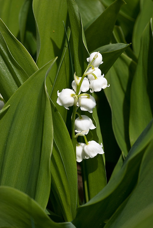 Convallaria_majalis_LP0121_17_Reigate_Heath