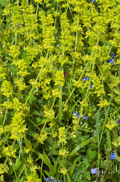 Cruciata_laevipes_LP0622_25_New_Addington