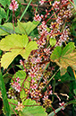 Cuscuta_europaea_LP0376_12_Runnymede