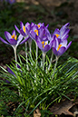 Crocus_LP0089_15_Riddlesdown