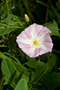 Convolvulus_arvensis_LP0067_35_Chalkpit_Wood