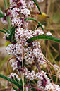 Cuscuta_epithymum_LP0471_01_Denbies_Hillside