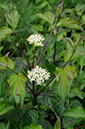 Cornus_sanguinea_LP0314_42_Howell_Hill