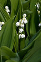 Convallaria_majalis_LP0121_15_Reigate_Heath