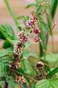 Cuscuta_europaea_LP0376_07_Runnymede