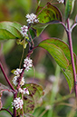 Cuscuta_epithymum_LP0217_48_White_Downs