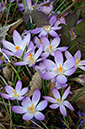 Crocus_tommasinianus_LP0604_13_Purley