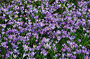 Crocus_tommasinianus_LP0604_05_Purley