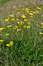 Crepis_capillaris_LP0257_44_Henley_Park