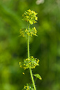 Cruciata_laevipes_LP0148_04_Tatsfield