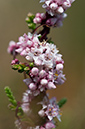 Cuscuta_epithymum_LP0216_41_Thursley