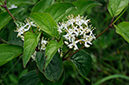 Cornus_sanguinea_LP0314_53_Howell_Hill