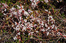 Cuscuta_epithymum_LP0321_16_Esher_Common