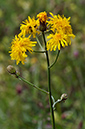 Crepis_biennis_LP0274_72_Riddlesdown