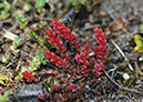 Crassula_tillaea_LP0531_01_Frensham