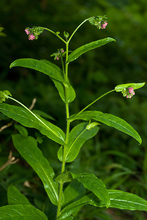 Cynoglossum_germanica_LP0131_32_Norbury_Park