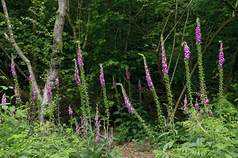 Digitalis_purpurea_LP0538_15_Leith_Hill