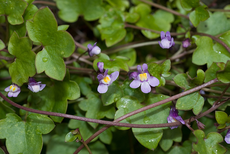 Cymbalaria_muralis_LP0059_11_Loddiswell