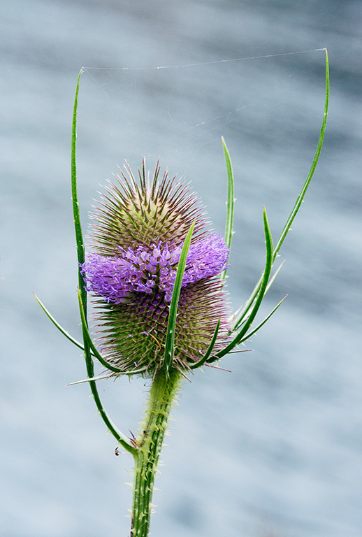 Dipsacus_fullonum_LP0377_91_Hampton_Court