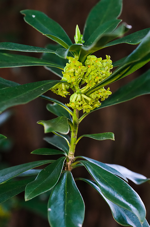 Daphne_laureola_LP0501_01_Harewoods