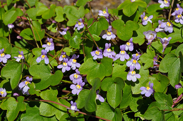 Cymbalaria_muralis_LP0311_27_Hampton_Court