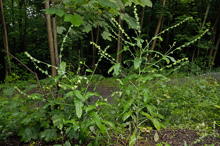 Cynoglossum_germanica_LP0408_13_Denbies