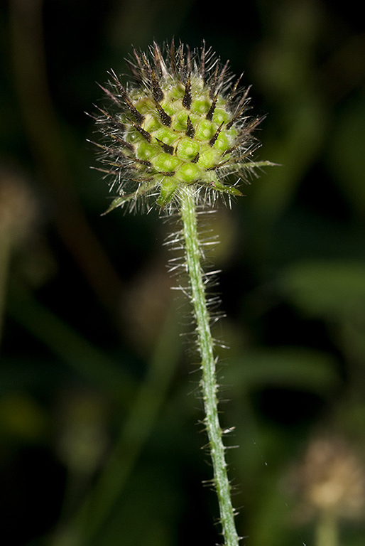 Dipsacus_pilosus_LP0183_05_Betchworth