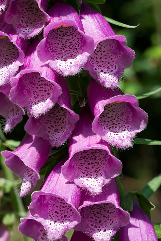 Digitalis_purpurea_LP0052_23_Park_Gate